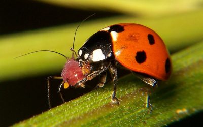 PREDATÖR BÖCEKLER bunu kullanalım