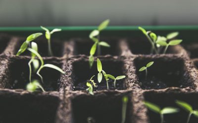 plant_breeding_growing