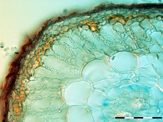 hücre görüntüsü